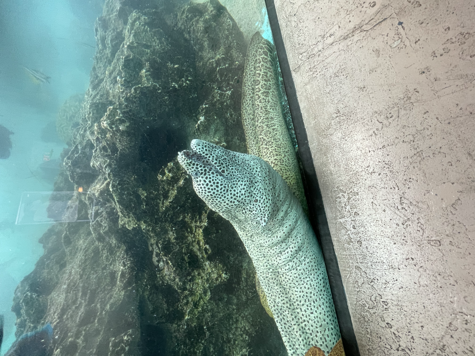 ウツボ