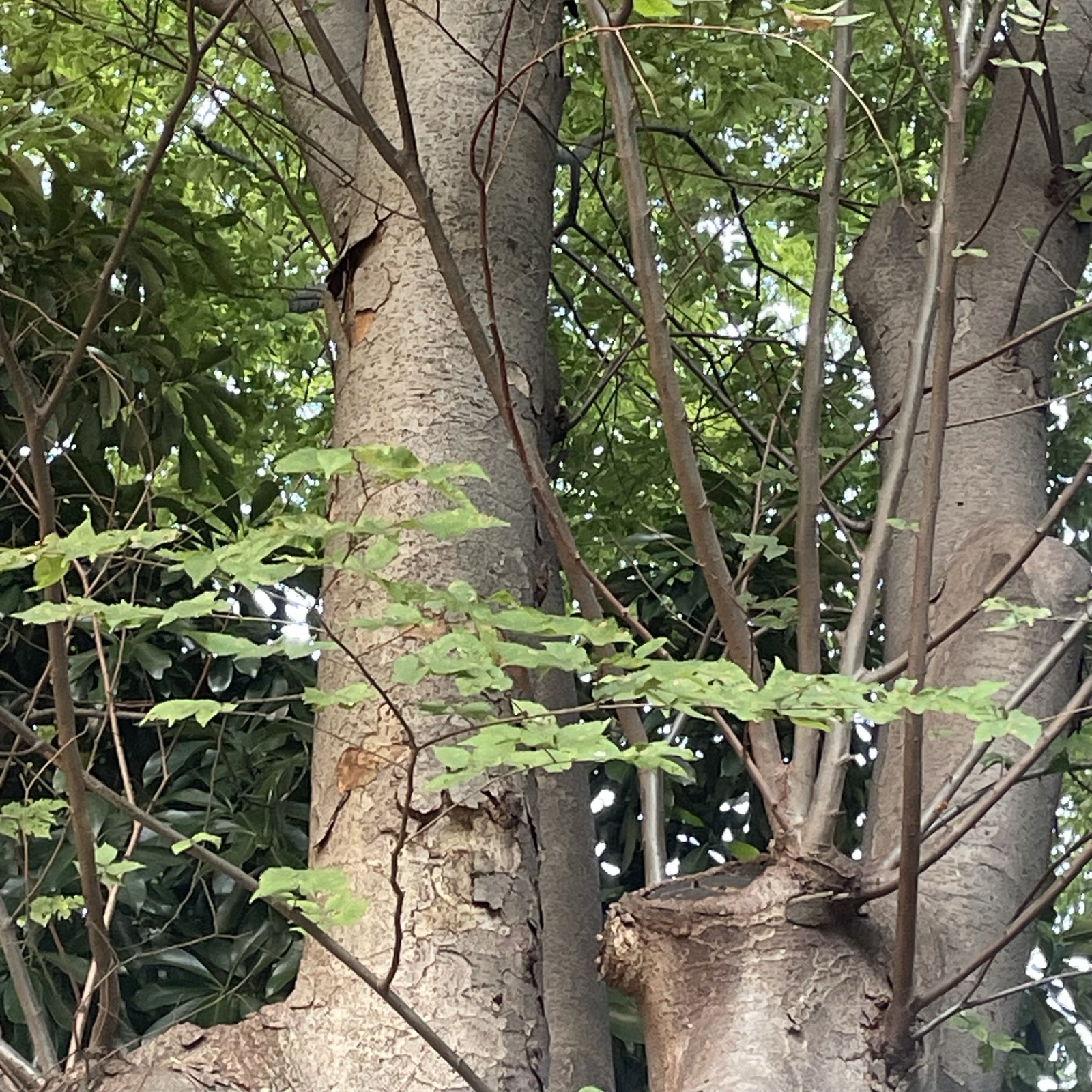 蝉
